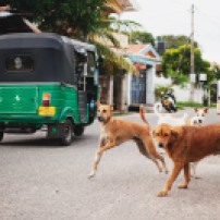 Koirat ja tuk-tukit ovat yleinen näky Sri Lankan katukuvassa.